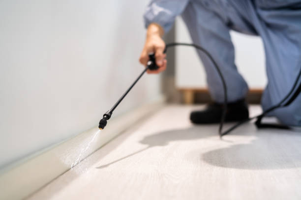 Certified termite inspector examining foundation in Burton