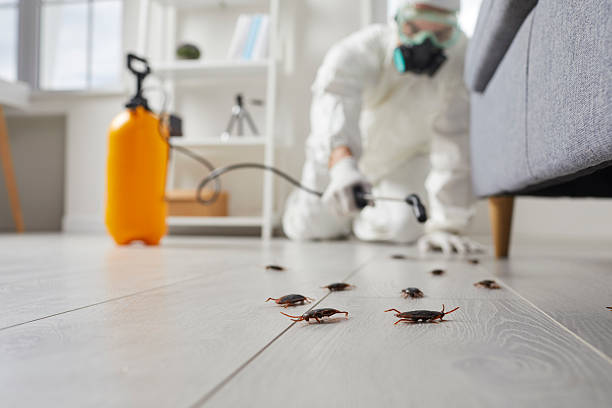 Commercial Rodent Management in Burton